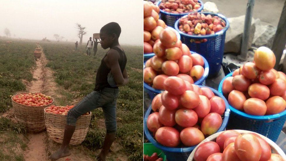 Tomato farm in Nigeria