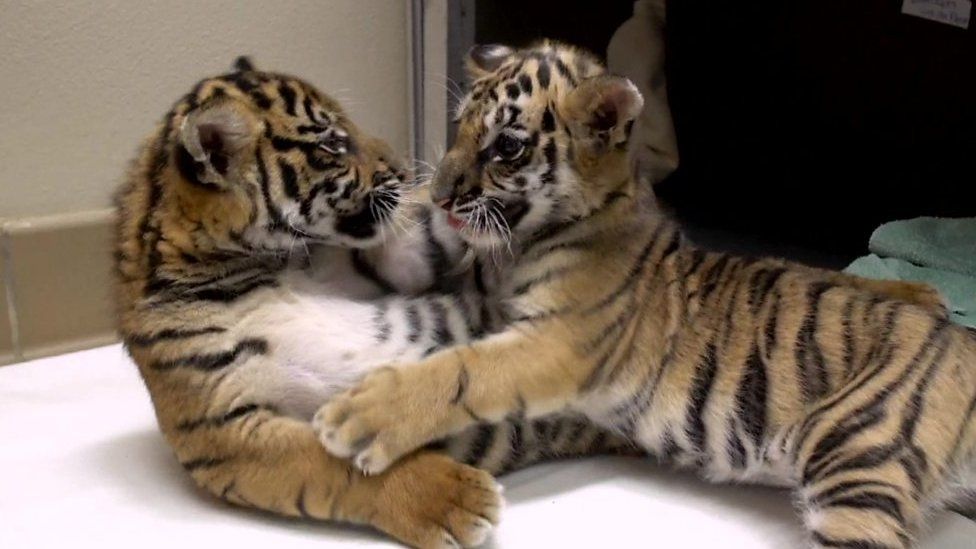 Black tiger cub does its best to terrify but it's too cute for