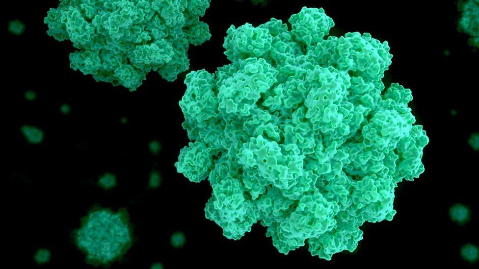 An in depth view of the norovirus