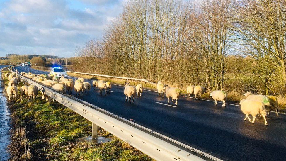 Sheep on dual carriageway