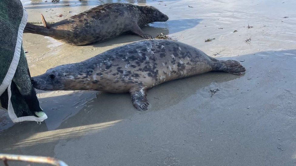 Seal pups released in Guernsey