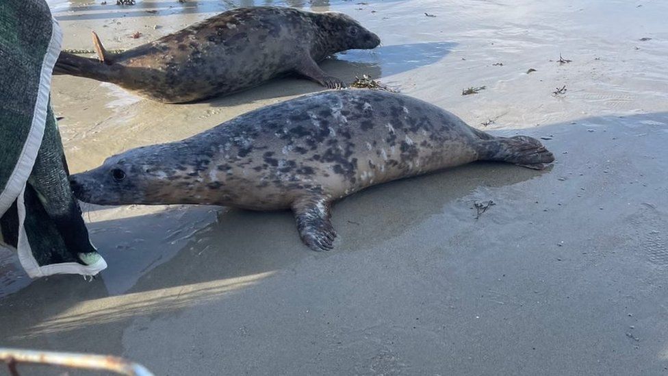 Sick Seal Pup Has Round The Clock Care In Guernsey Bbc News