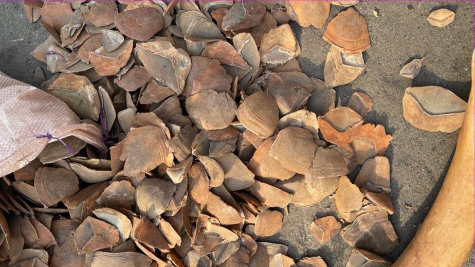 Pangolin Scales seized by the Nigeria Customs Service in 2021