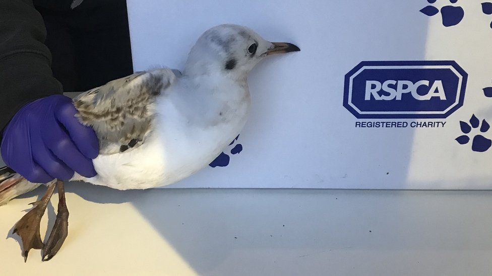Rescued gull
