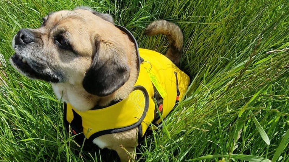 Tilly the beagle pug cross standing in the grass. She is wearing a yellow armour jacket.