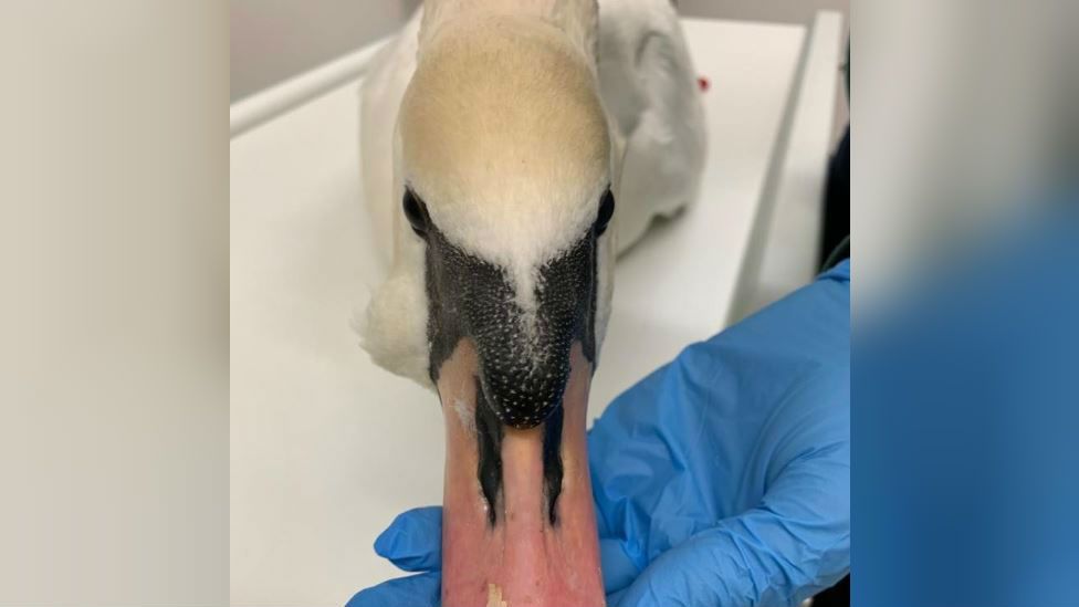 Injured swan