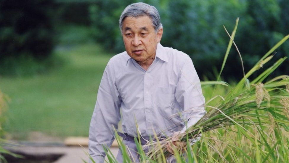 Emperor Akihito harvests rice in the grounds of the Imperial Palace in Tokyo (2006)