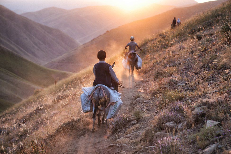 Boys ride donkeys into a sunset