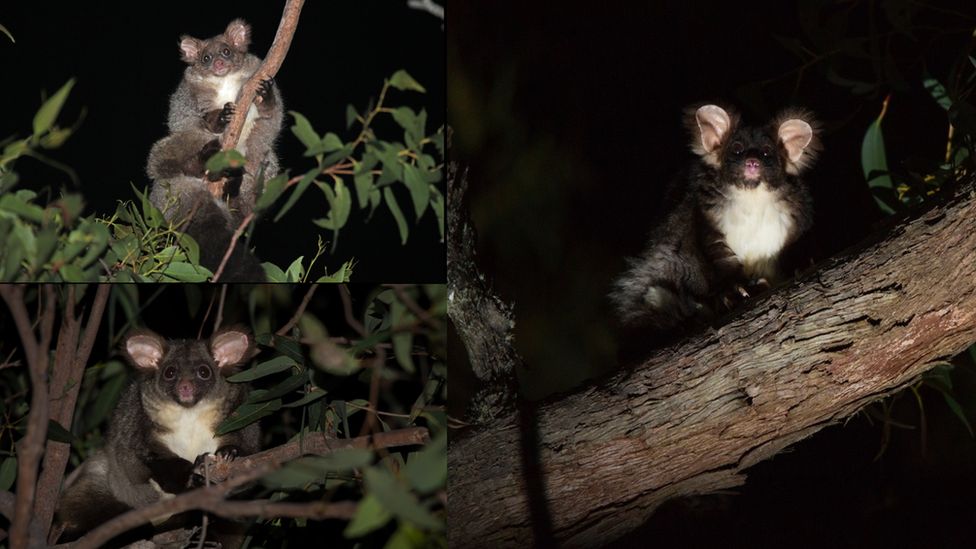 Australia New research into greater gliders BBC Newsround