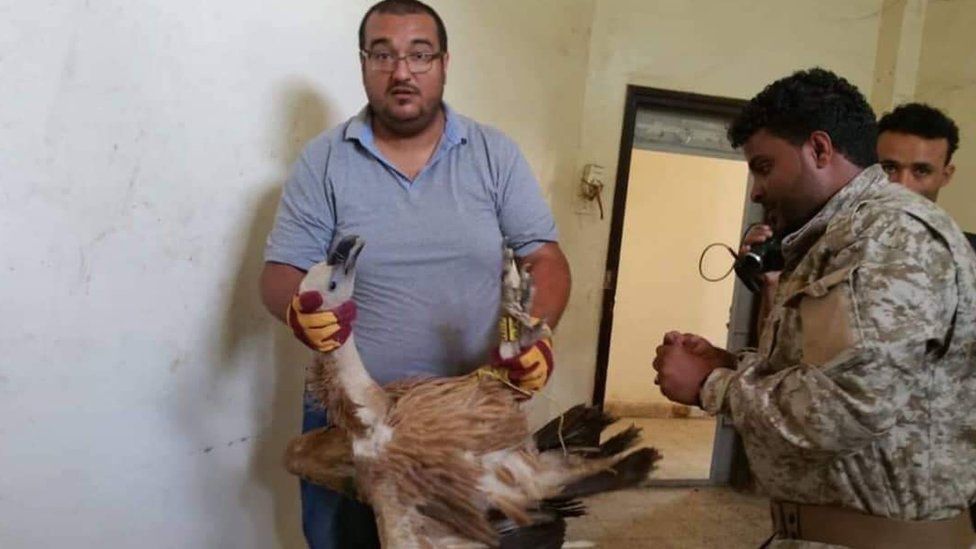 Nelson held by his handler and rescuer Hisham al-Hoot