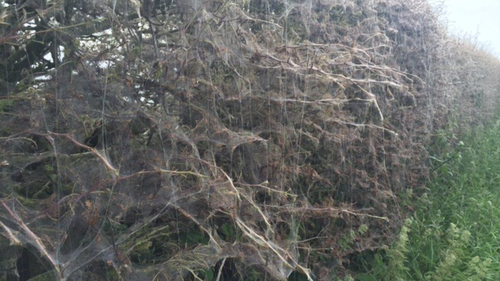 The larvae have spun a long web over the hawthorn bushes