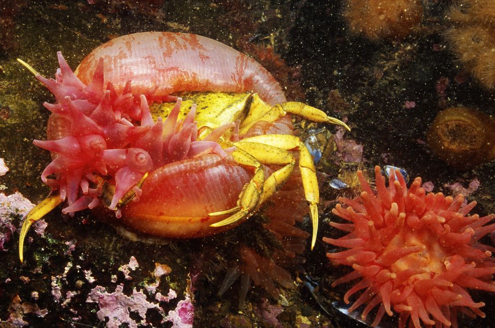 Northern Red Anemone (Urticina felina) capturing a crab, Gulf of Maine.