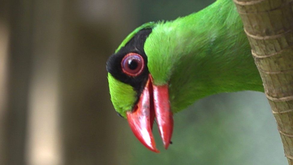 Javan green magpie (c) Victoria Gill