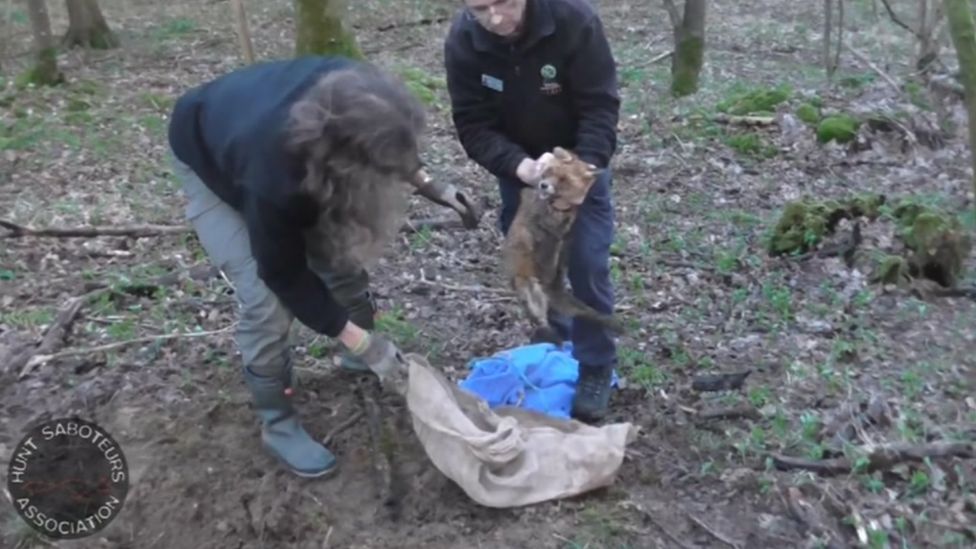 Cotswold Hunt fined £5k after fox allegedly buried alive - BBC News