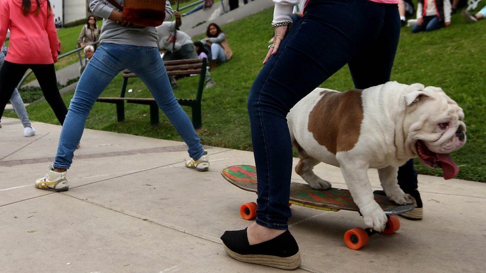 Otto the bulldog setting the Guinness World Record for skateboarding through the "longest human tunnel" in Lima, Peru