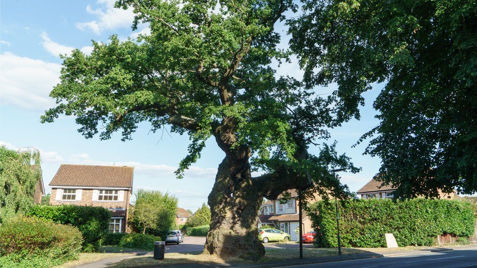 The Crouch Oak, Surrey