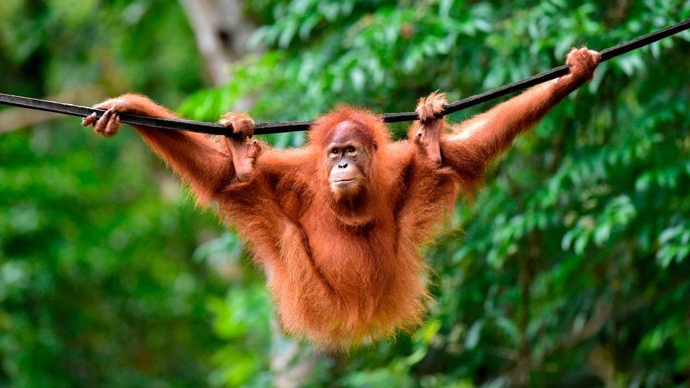 A young Sumatran orangutan