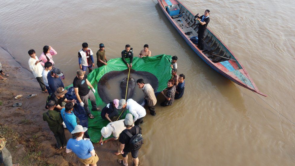 World's largest freshwater fish found in the Mekong