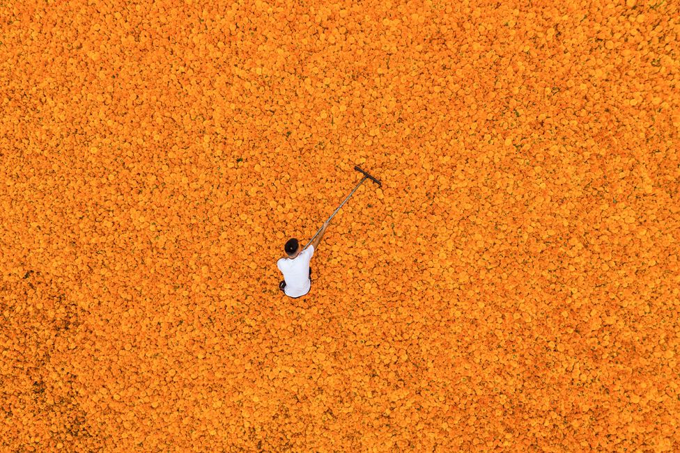 An aerial photo taken on 17 August 2022 shows a farmer drying marigold flowers in Bijie, in China's southwestern Guizhou province