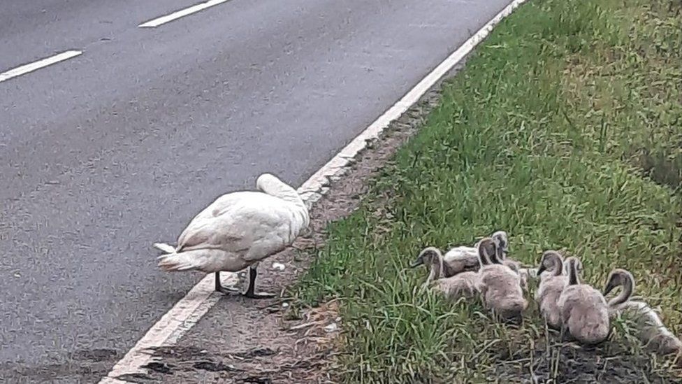 Swans and cygnets on the side of the road
