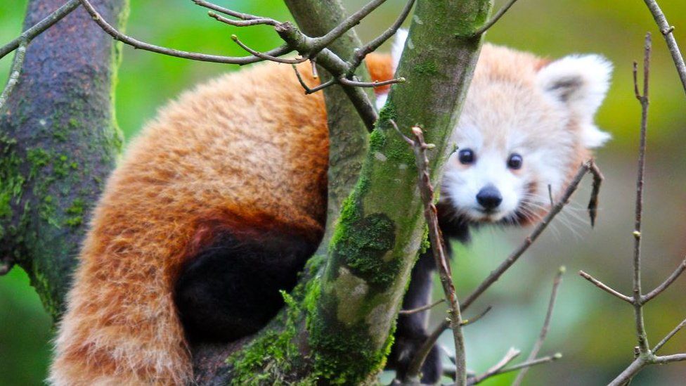 Red panda at Belfast Zoo