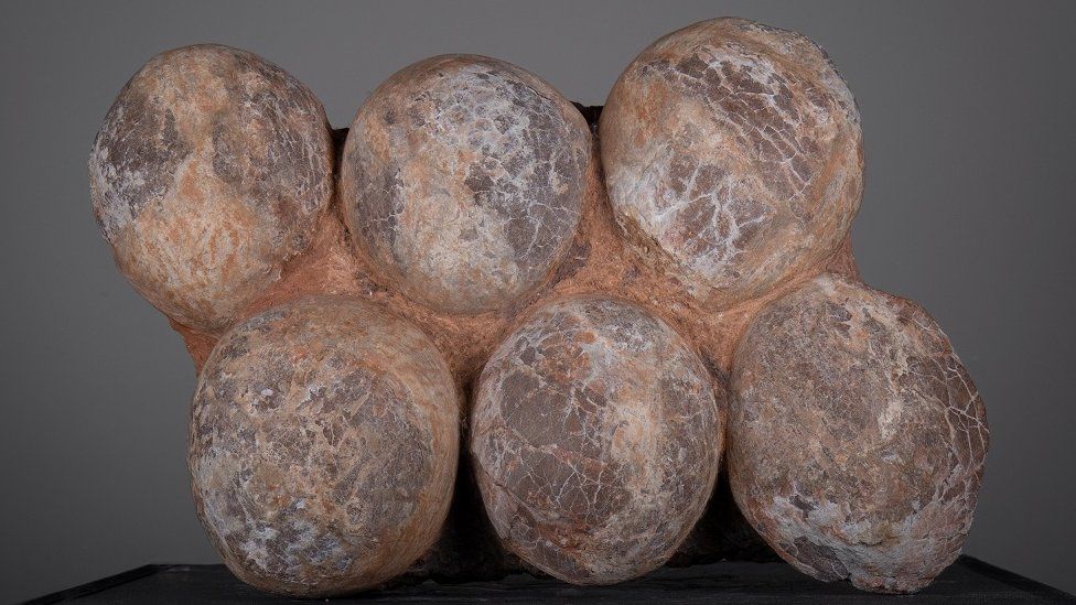 A nest of fossilised Hardrosaur eggs