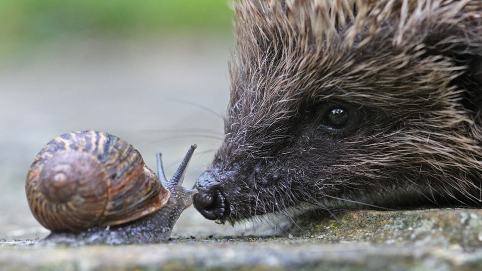 Snail and hedgehog