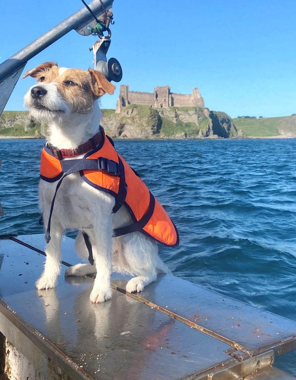 Dog at sea