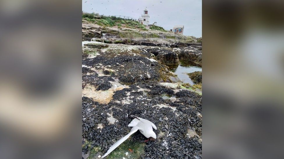 Dead black headed gull on Coquet Island