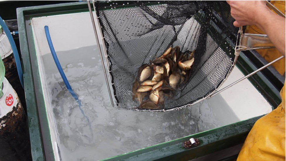 Fish being transported in specialised tanks (Image: Environment Agency)