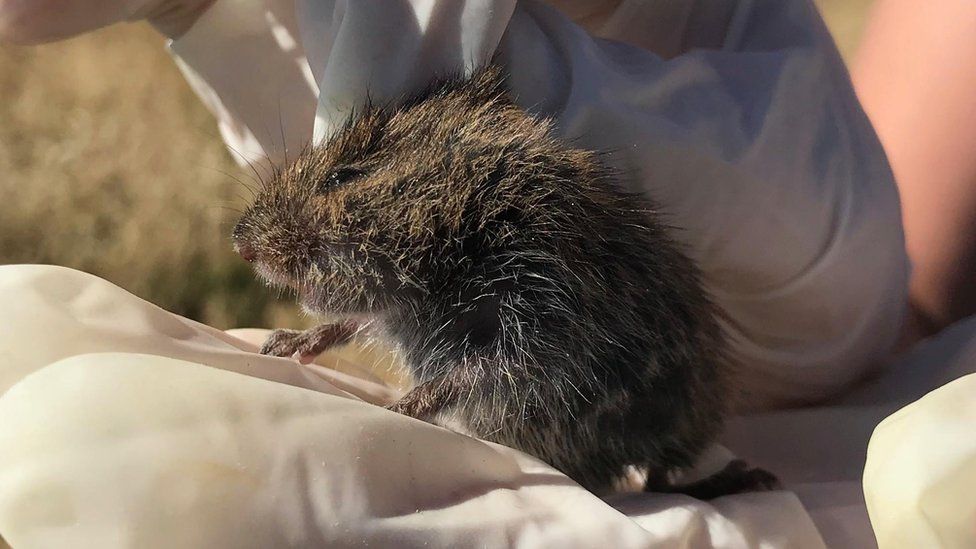 A Guernsey vole being held by a researcher after it was trapped