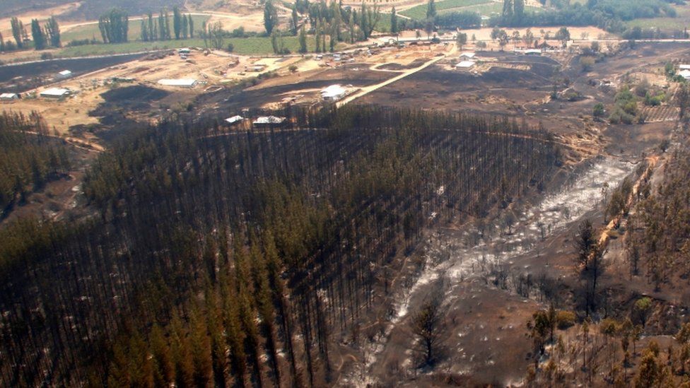 Forest area devastated by fire in Cauquenes in the Maule region of Chile, 21 Jan 17