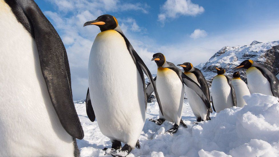 Bird Photographer of the Year 2022: A pick of the pics! - BBC Newsround