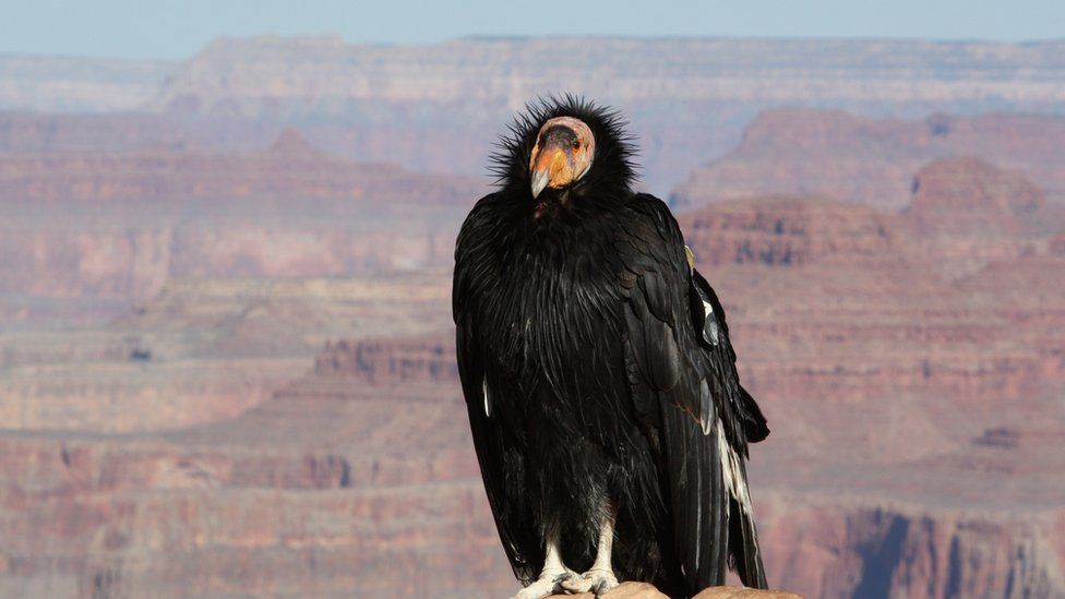 A California condor seen in Grand Canyon National Park