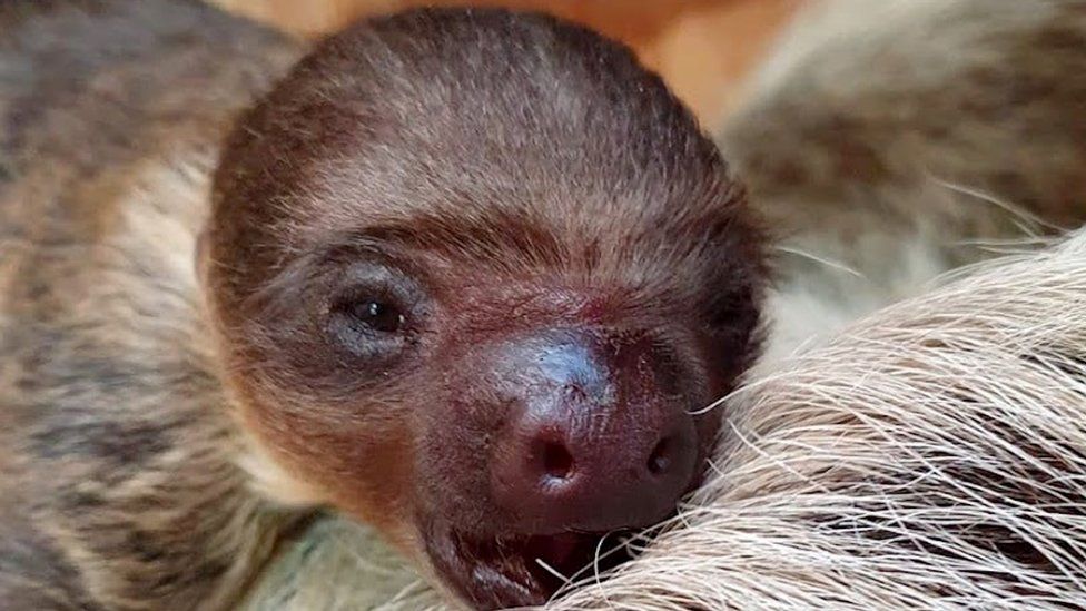 Newborn sloth