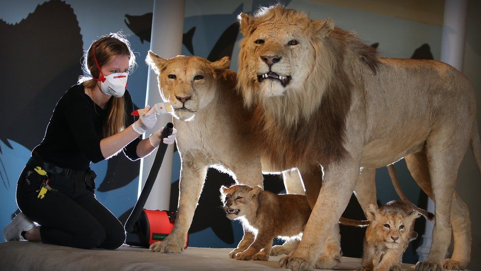 Maddy Moore, Collections Care Technician, National Museums Scotland brushes lions in preparation for the reopening of the National Museum of Scotland on 19 August 2020.