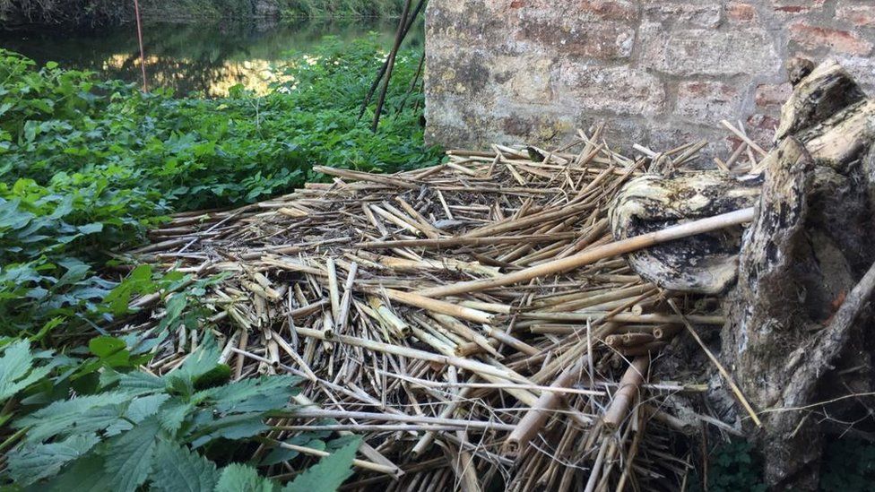 The empty swan nest at The Bishop's Palace