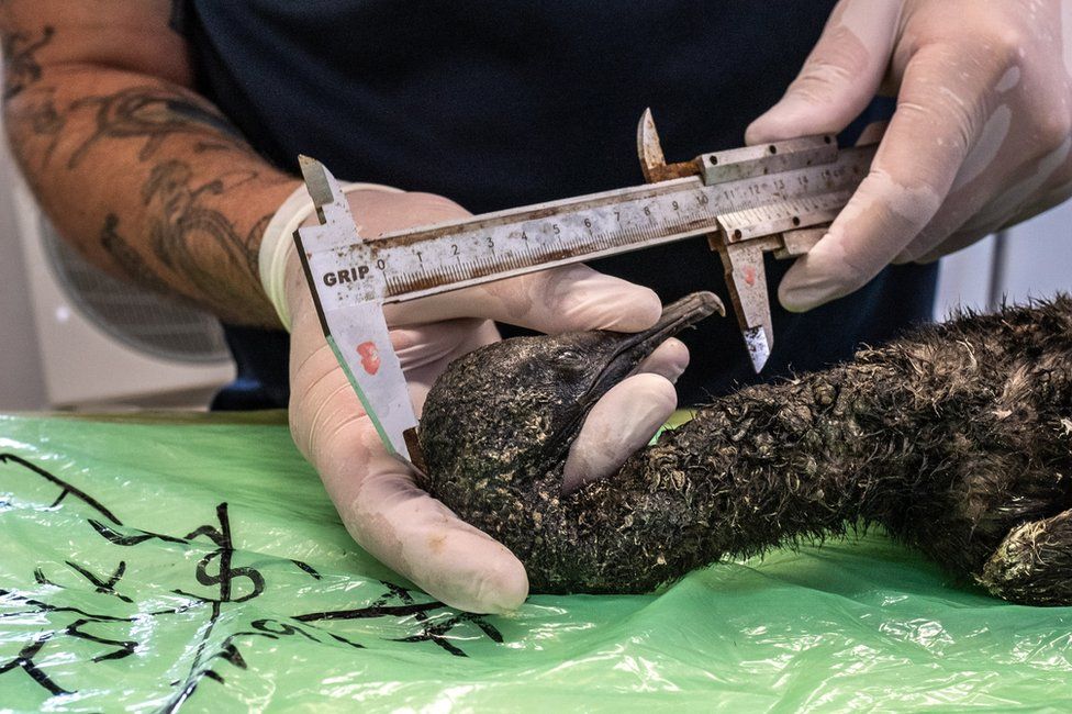 A veterinarian measures the head of a sedated cormorant chick