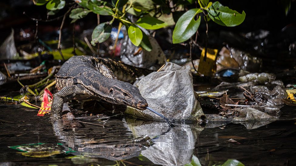 A water monitor lizard (Varanus salvator) struggles along the plastic filled forest floor foraging for food in Indonesia