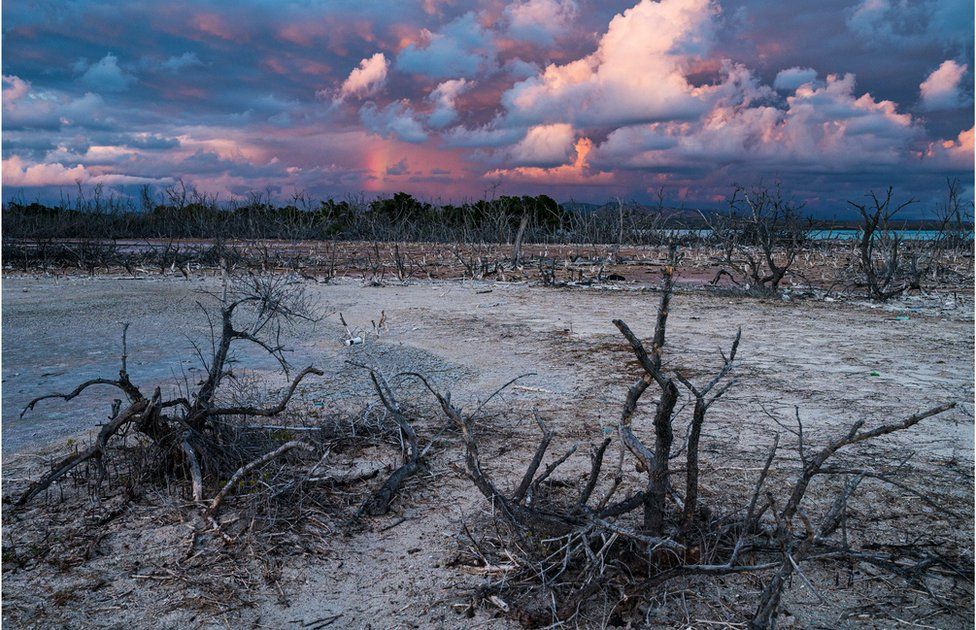 A landscape of dead mangrove trees beneath a cloudy sky