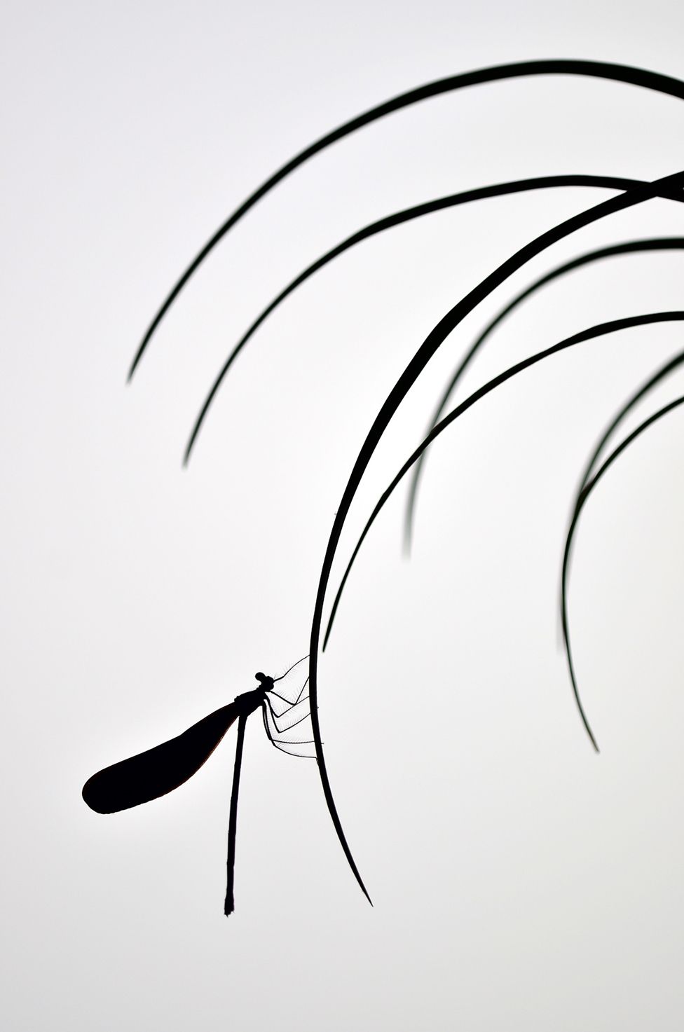 A silhouette of a damselfly on a thin leaf