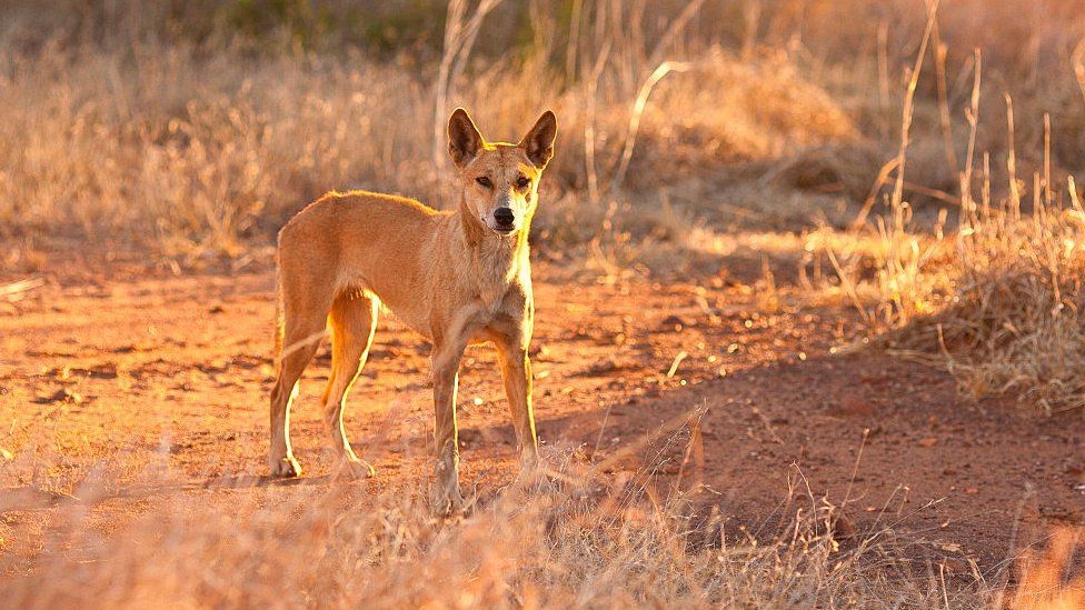 wild dingo puppies