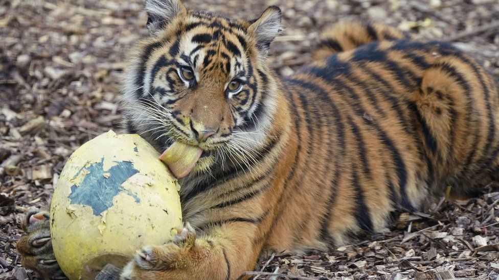 A Sumatran tiger licks a yellow Easter egg
