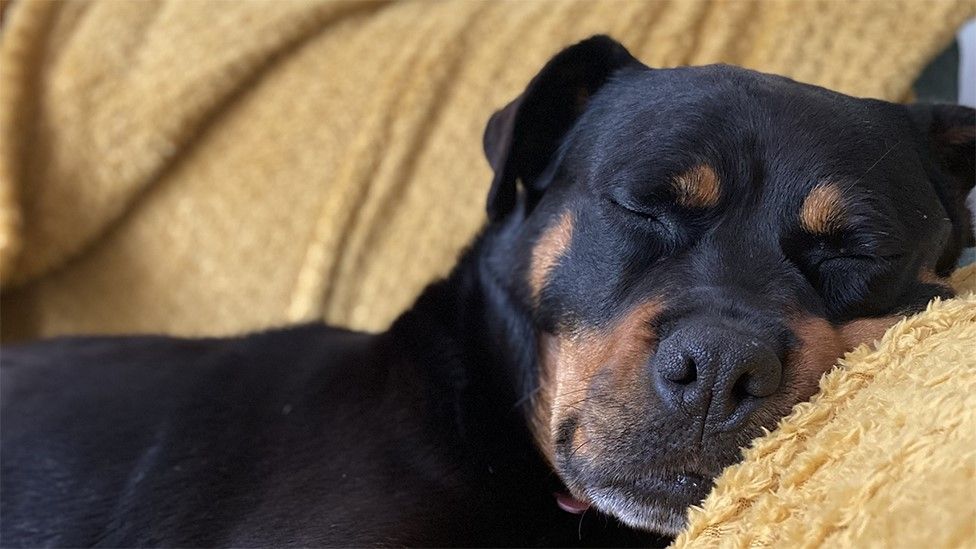 Rottweiler Bella sleeping on a sofa