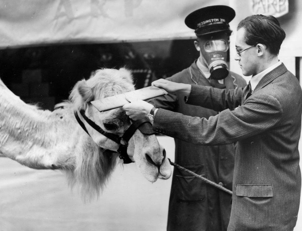 Camel being measured for a gas mask