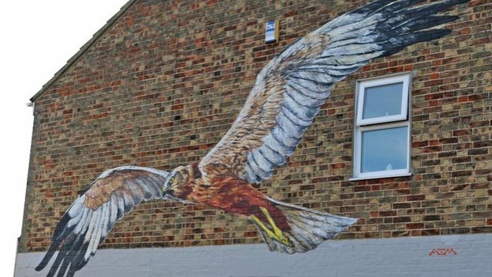 A marsh harrier painted on the wall of a house in Oulton Broad by artist ATM