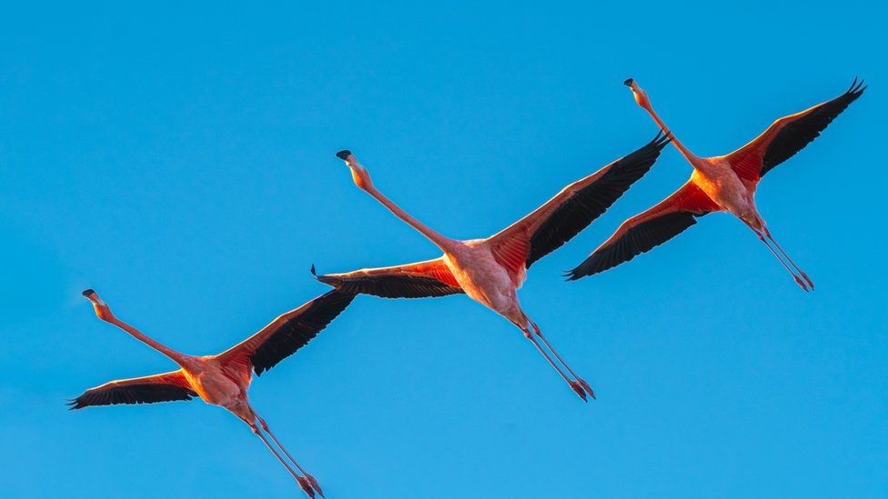 Flamingos flying over Cockburn Town, Turks and Caicos
