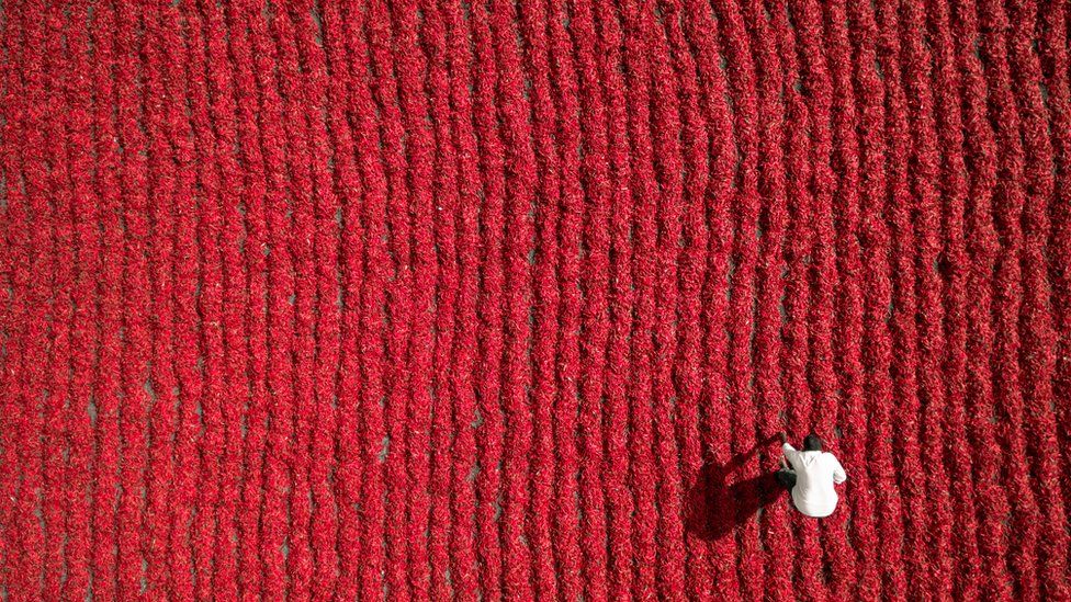 Un campesino trabajando en un cultivo de chiles.