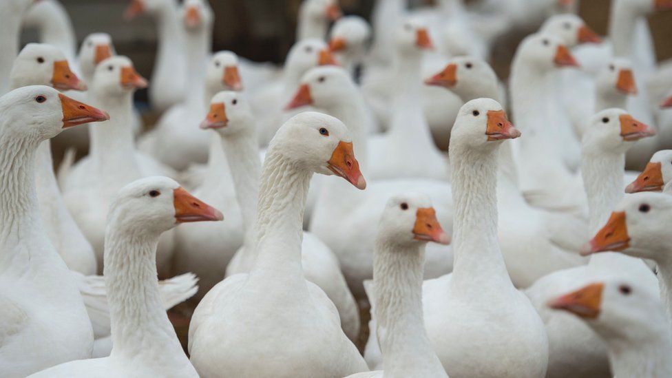 'Audacious' theft of 1,500 geese from land near Norwich - BBC News