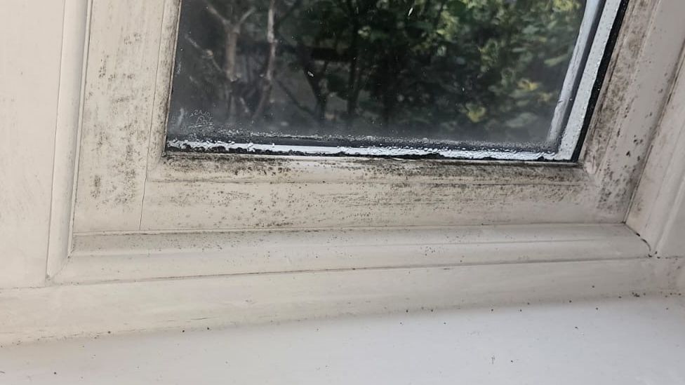 Black mould on a windowsill